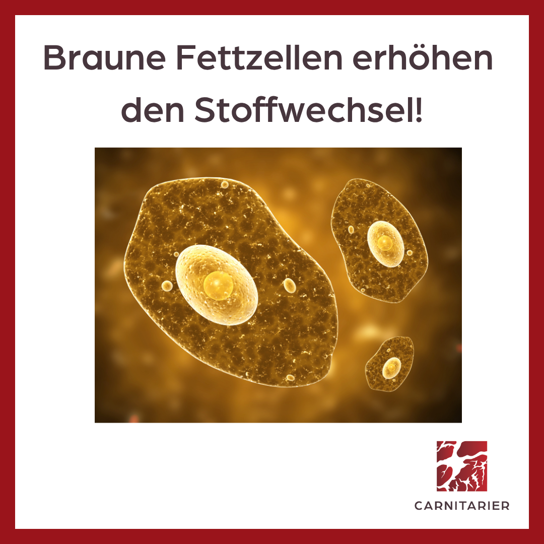 Stoffwechsel ankurbeln mit braunen Fettzellen