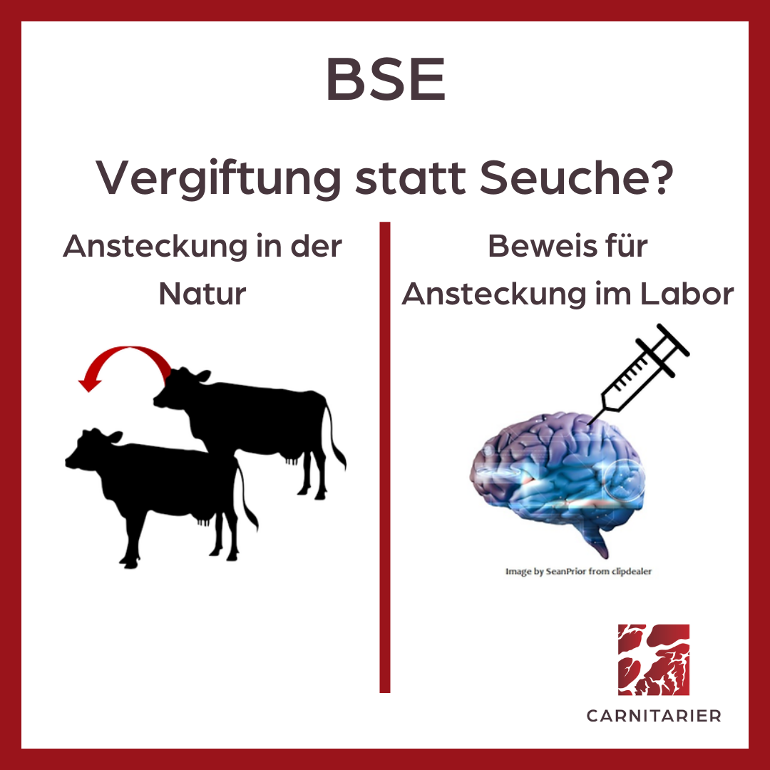 Ansteckung wird im Labor durch Injektion ins Gehirn nachgeahmt