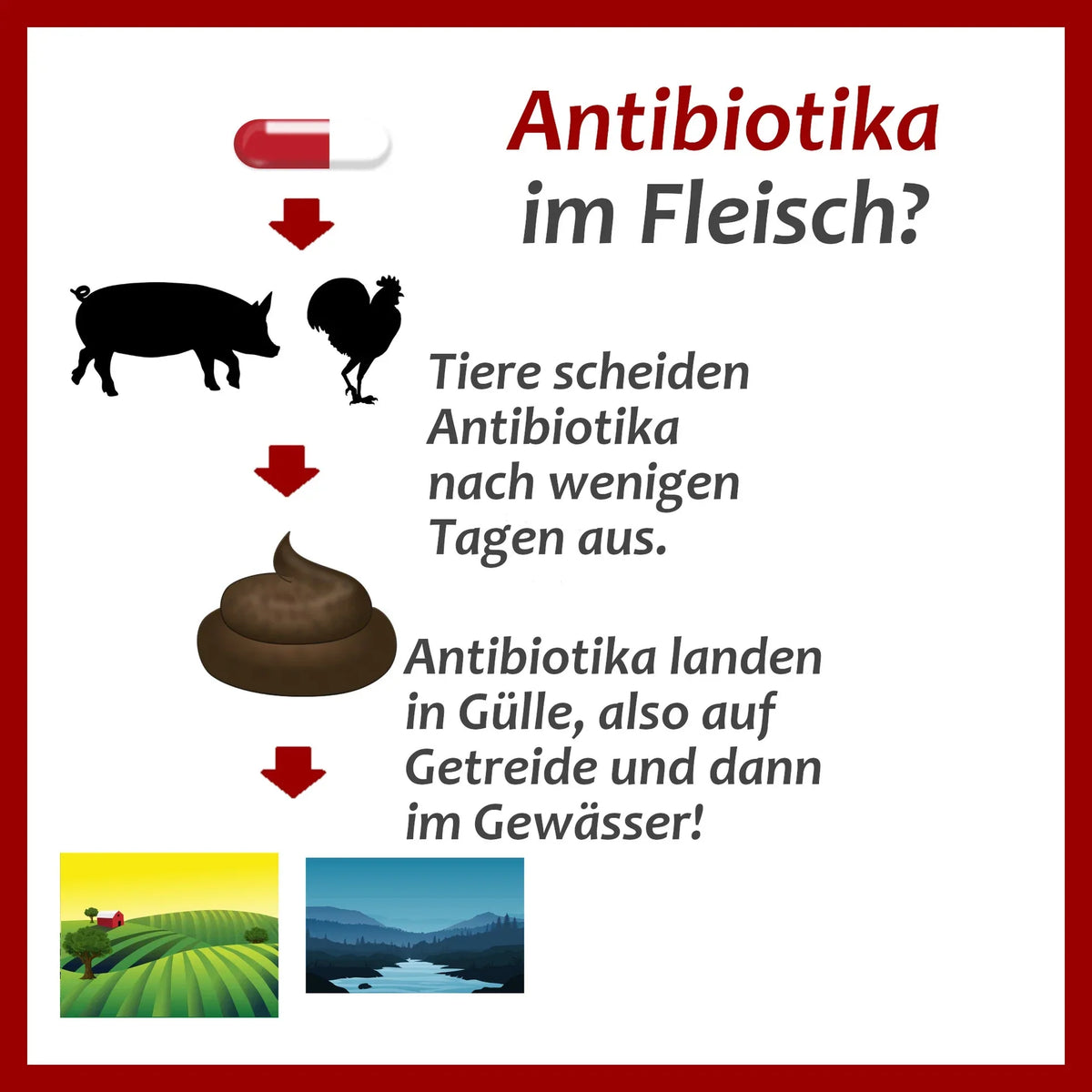 Antibiotika im Fleisch?