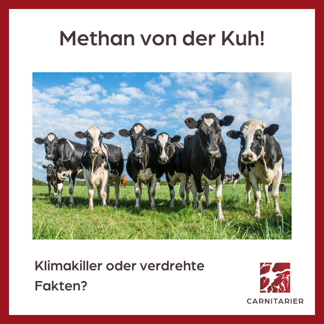 Methan von der Kuh!