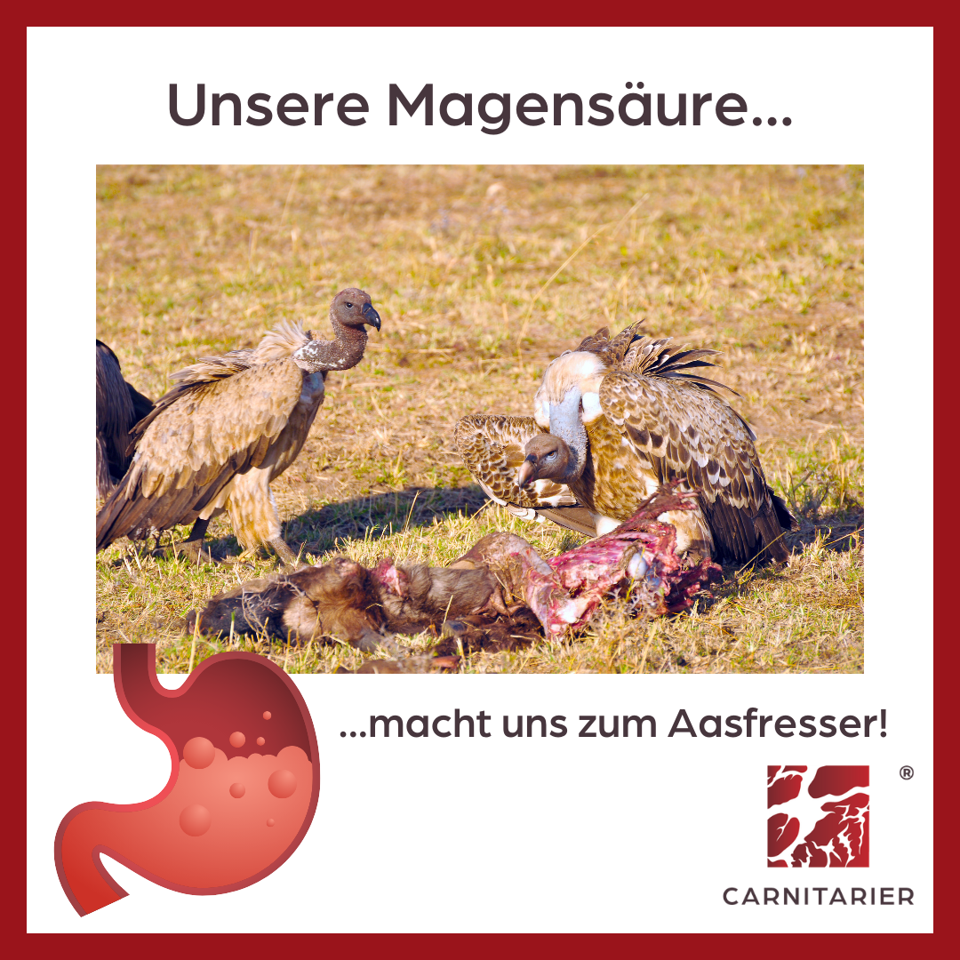 Geier fressen ein Tier - unsere Magensäure