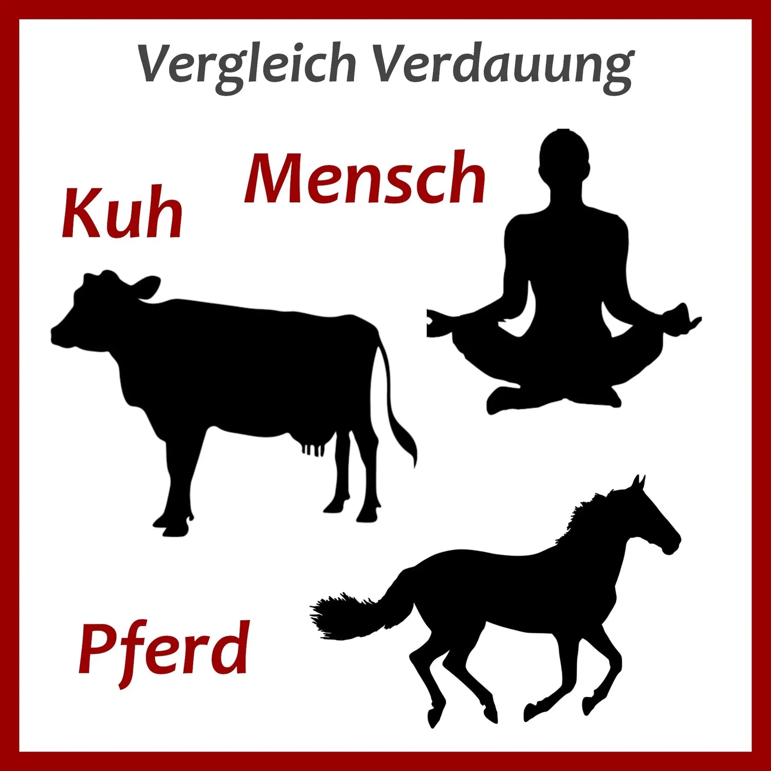 Vergleich der Verdauung von Kuh, Pferd und Mensch