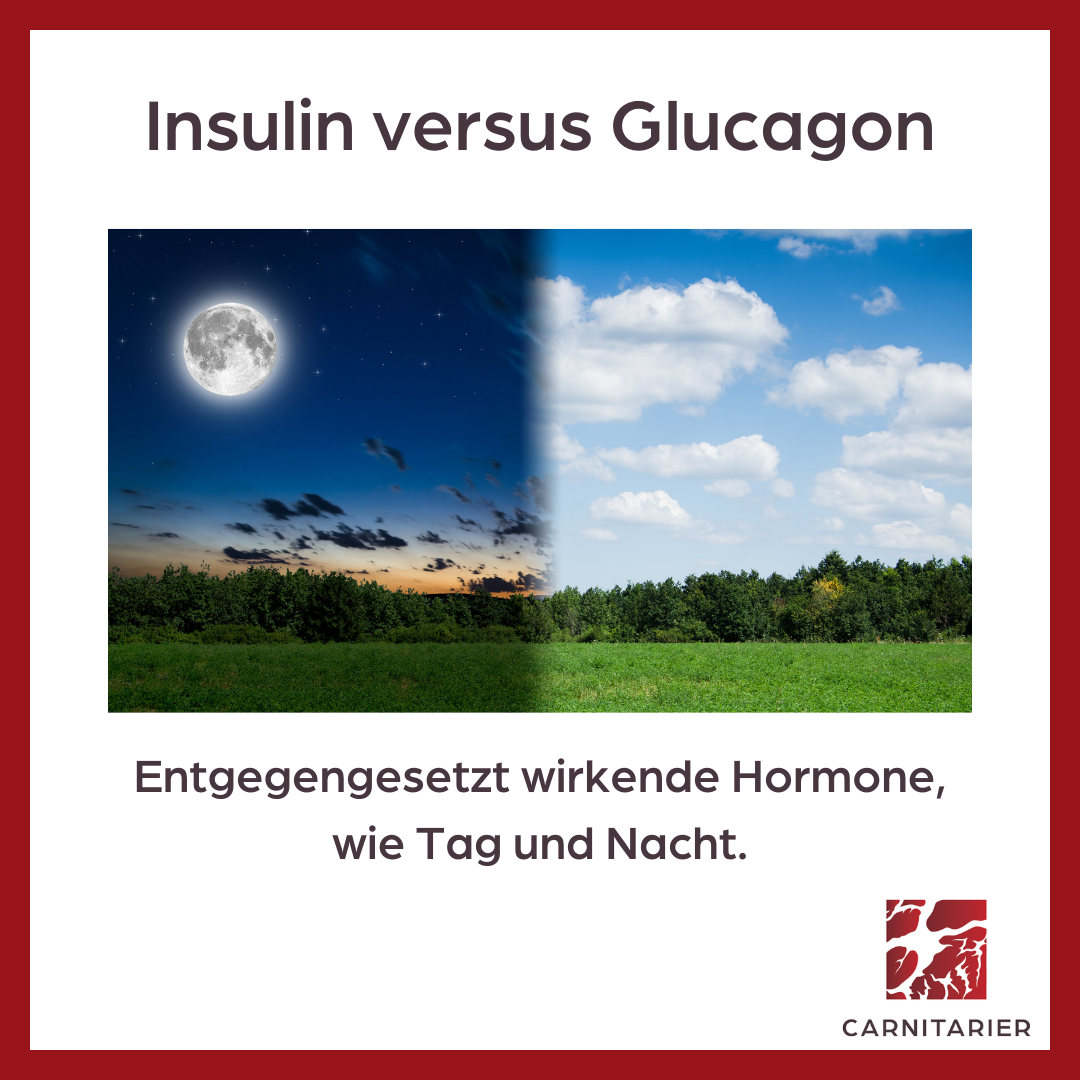 Insulin versus Glucagon - Entgegengesetzt wirkende Hormone wie Tag und Nacht