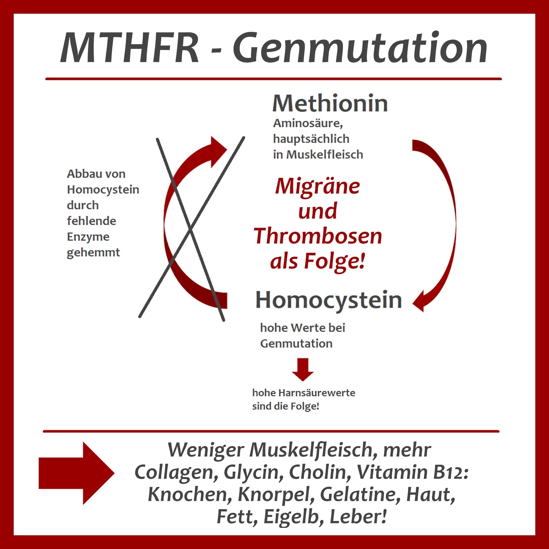 MTHFR - Genmutation